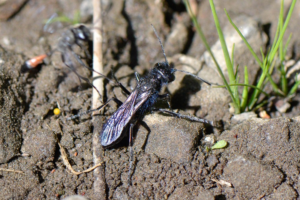 Podalonia-thread-waisted-wasp