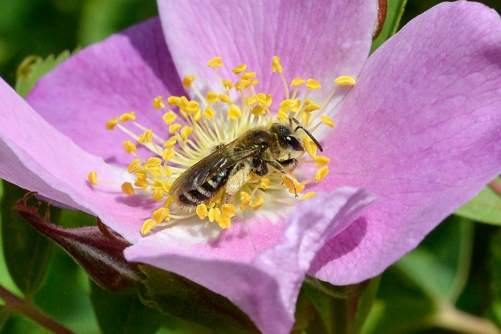 Sweat-bee