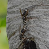 Bald-faced hornet