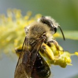 Carpenter bee