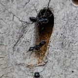 Carpenter-ant