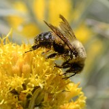 Carpenter-bee