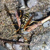 European Paper Wasp