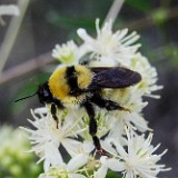 Golden Northern Bumble Bee