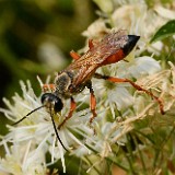 Great-golden-digger-wasp