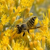 Leaf-cutting-bee