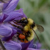 Orange-rumped bumble bee