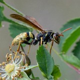 Paper Wasp