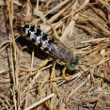 Sand-wasp-Bembix