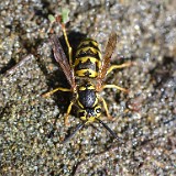 Yellow jacket