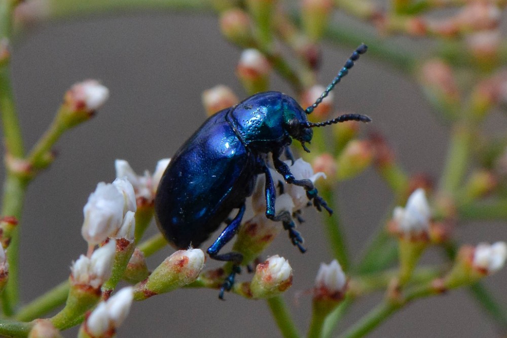 Blue Milkweed Beetle