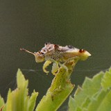 Ambush bug