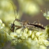 Assassin bug