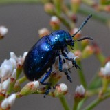 Blue Milkweed Beetle