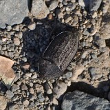 Garden carrion beetle - Heterosilpha ramosa