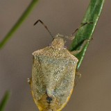 Green stink bug nymph