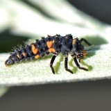 Ladybug larva