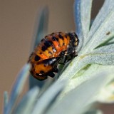 Ladybug pupa