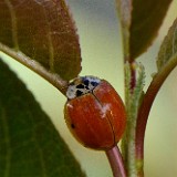 Ladybug