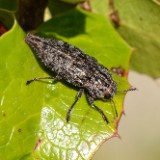 Metallic Wood-boring Beetle-Dicerca