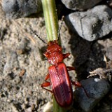 Red Flat Bark Beetle