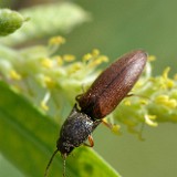 Red-brown Skipjack clickbeetle (2)