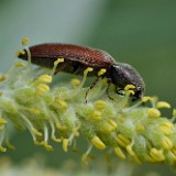 Red-brown Skipjack clickbeetle