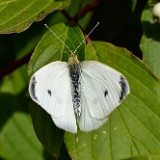 Cabbage White Butterfly