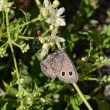 Dark Wood Nymph Butterfly (2)