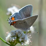 Gray hairstreak (2)