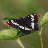 Lorquin's admiral