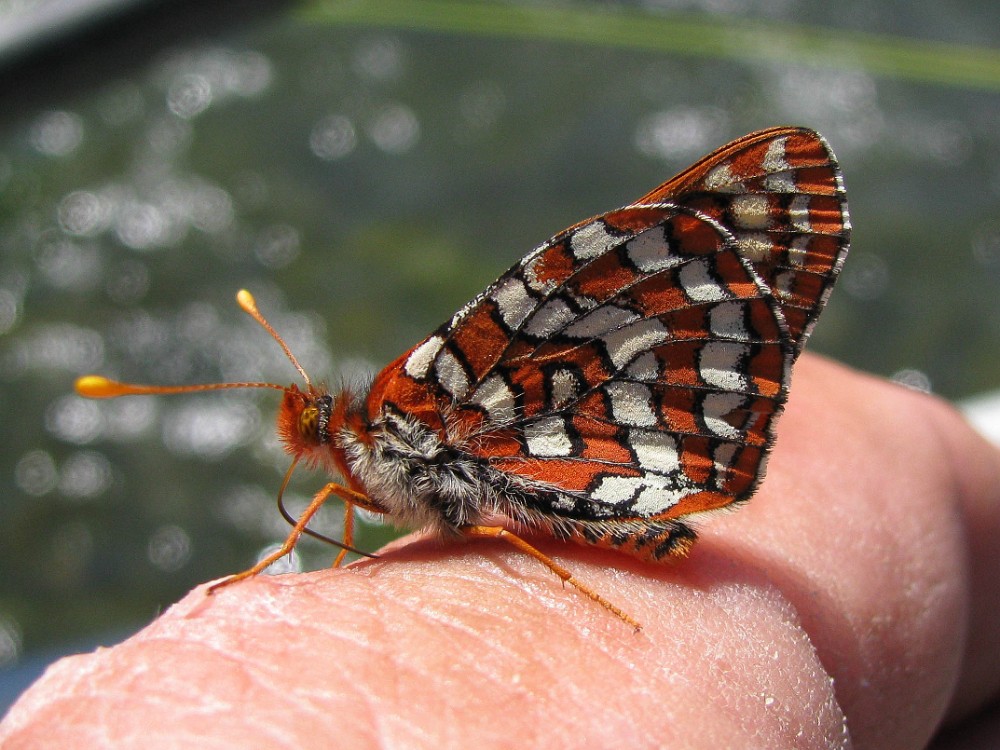 Anicia Checkerspot