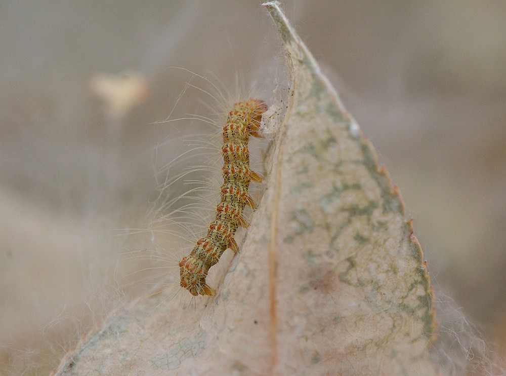 Tent-Caterpillar