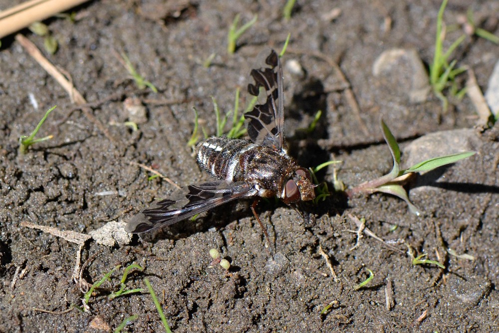 Bee fly 1