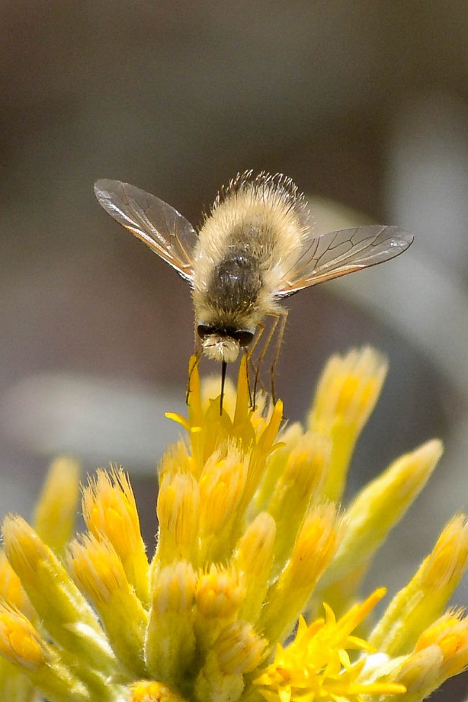 Gray bee fly