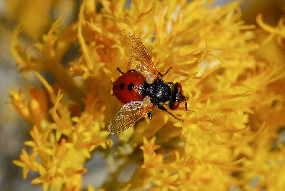 Tachinid fly