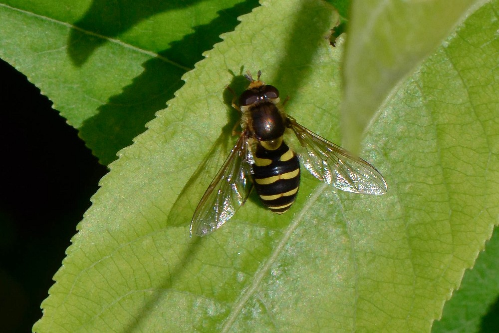syrphid fly