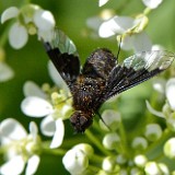 Bee fly (2)