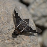 Bee fly