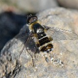 Bee fly2