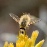 Gray bee fly