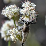 Robber fly