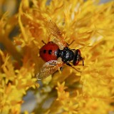 Tachinid fly