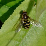 syrphid fly