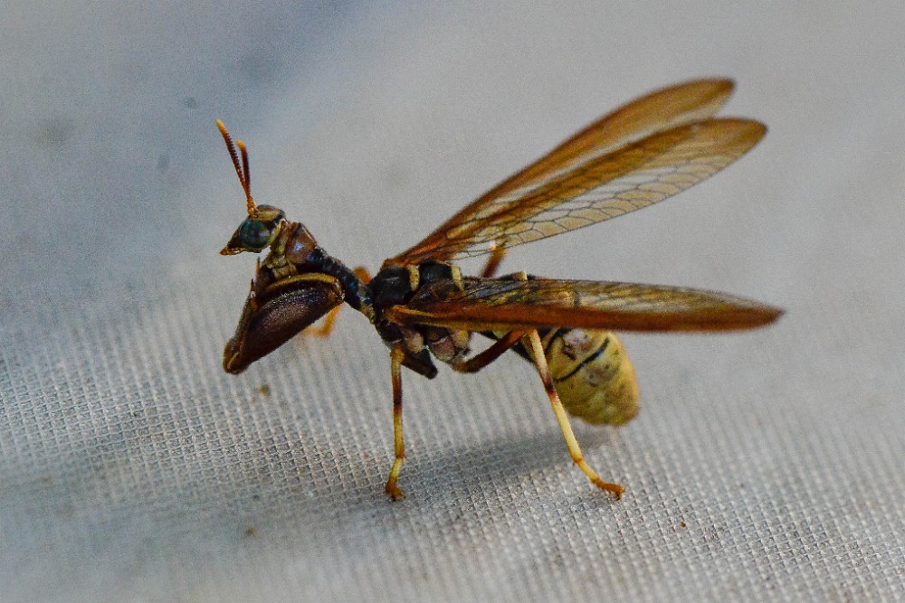 Brown Mantidfly