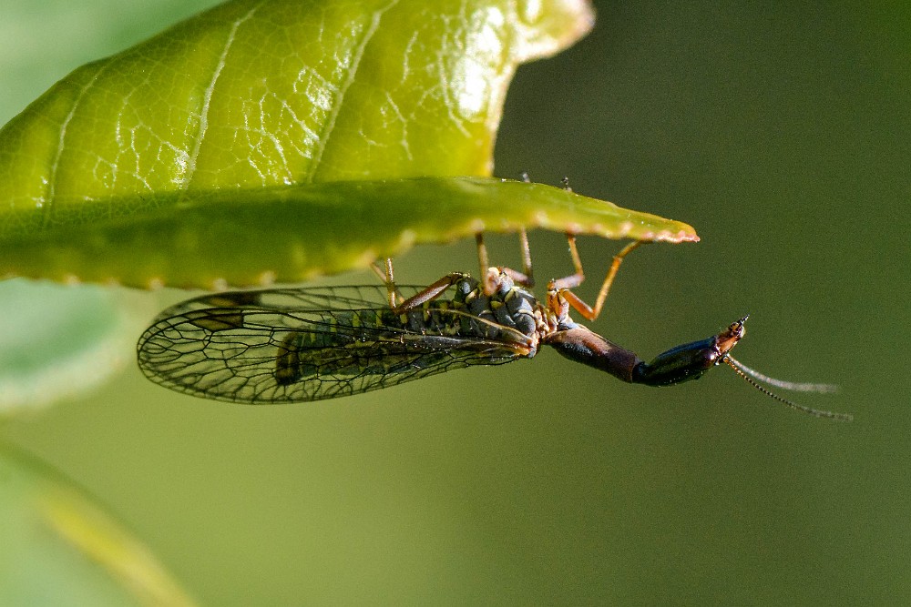 Snakefly