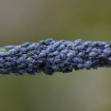 Aphids