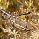 Grasshopper