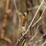 Praying Mantis