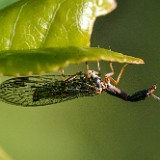 Snakefly